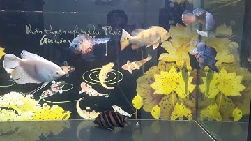 Cá rồng và cá la hán