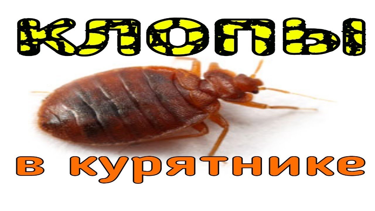 КАК ИЗБАВИТЬСЯ ОТ КЛОПОВ В КУРЯТНИКЕ ? | Паразиты у птиц