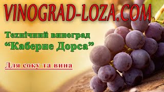 🍇 Цікавий технічний виноград Каберне Дорса