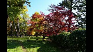 京都御所、珠玉の一日 — 村治佳織《主よ、人の望みの喜びよ》と共にーKyoto Imperial Palace in Peak Autumn | Bach in Guitar