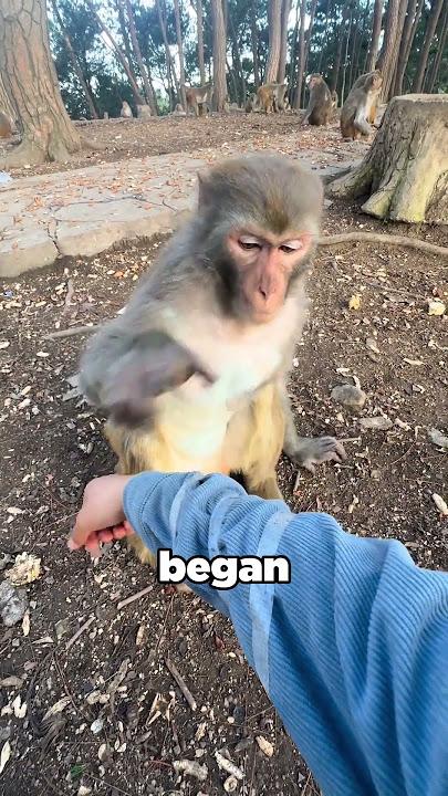 A monkey with Human-like smarts