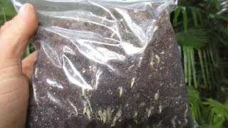 How to Germinate Palm Seeds using Baggy Method