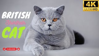 British Shorthair Cat | Animals Simple Videos | Beauty of universe by What have in universe 6 views 8 months ago 3 minutes, 10 seconds