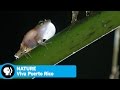 Conservation Efforts in Puerto Rico