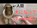 【着ぐるみ】コリーになってボールで遊ぶ！