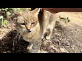 集会に参加しようと努力してる偉いぞおしゃべり猫モナカ