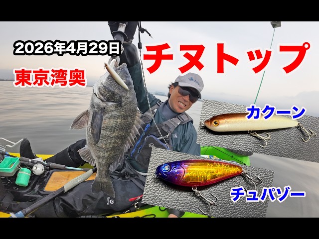 April 29, 2026: Caught a 45cm+ black sea bream on a topwater lure
