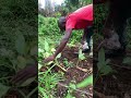 #how #to #grow #tumeric