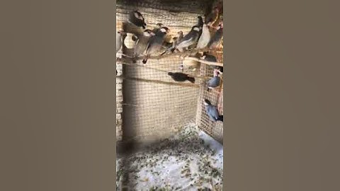 Java Finch Colony | Breeding Pairs | Rare Mutation Finch | Big Size Finches