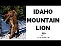 Idaho Mountain Lion