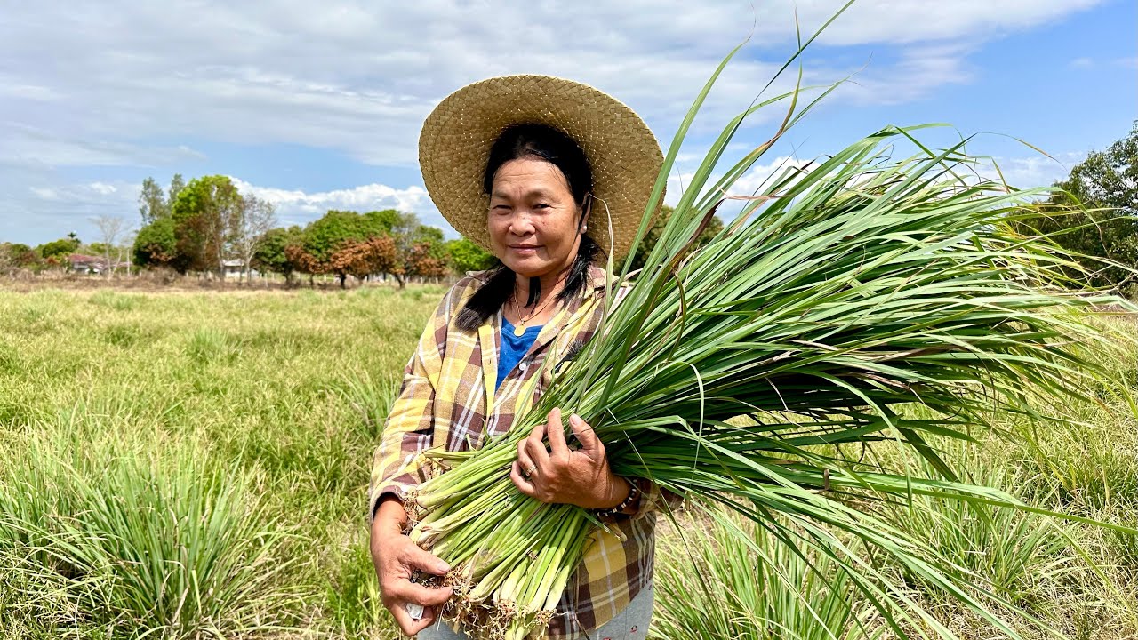Kikita ng 5.5 Million sa Taas ng Presyo ng Tanglad Ngayon para sa Half Hectare na Taniman!