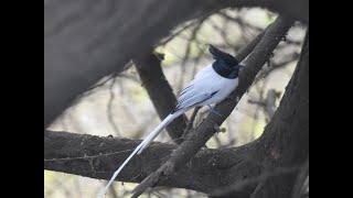 Paradise Flycatcher- Our Long tailed, feathered friend! In Jamnagar, Gujarat, India