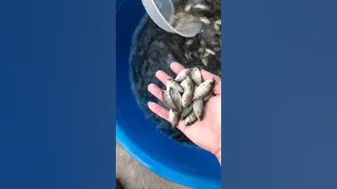 Cá Rô Phi Đơn Tính Dòng Bảo Lộc – Giống Cá Năng Suất Cao, Phát Triển Nhanh