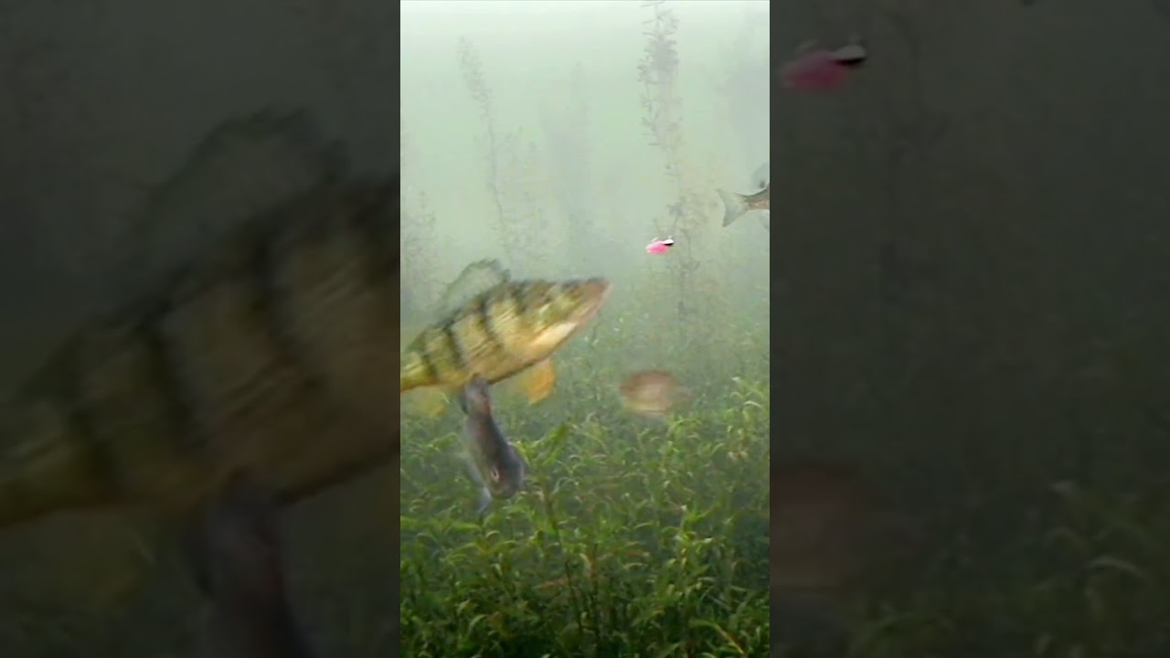 Perch bite is on! (Underwater Camera Footage) 
