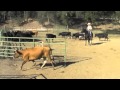 Sorting With a Cowdog Sorting With a Cowdog