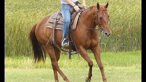 Lil Miss Peppy Priss     ***For info, price, etc., go to our website*** Valley View Ranch