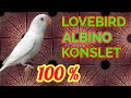 Masteran Lovebird Albino Ngekek Konslet Mp3 - Mp4 Download