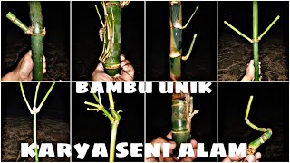 BAMBU UNIK PATIL LELE TUMPANGSARI BUTA PETUK JALU JUNJUNGDERAJAT BAMBU UNIK PATIL LELE TUMPANGSARI BUTA PETUK JALU JUNJUNGDERAJAT