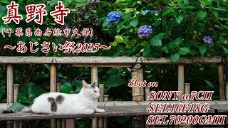 【真野寺  #338】〜あじさい祭2025〜【SONY α7CⅡ+SEL16F18G/SEL70200GMⅡ】