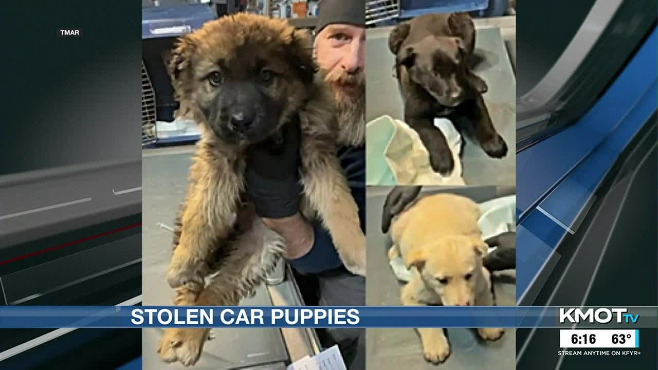 meet-hijack-thelma-and-louise-the-stolencarpuppies-at-turtle