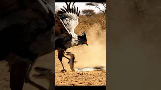 Secretary Bird's Perfect Hunting Technique #wildlife #hunting #birds