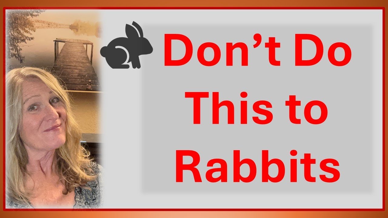 The Caretaker of Your Child's Easter Gift, Rabbit Rehabilitation