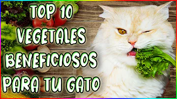 ¿Qué tipo de verduras pueden comer los gatos?