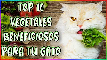 ¿Pueden comer cilantro los gatos?