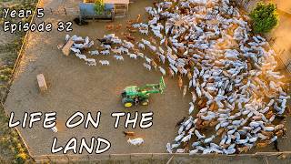 Download lagu Hunting Feral Pigs | Cattle Station Life in the NT