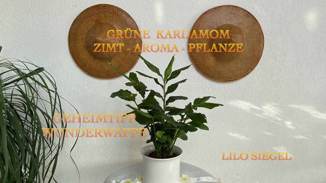 haworthia limifolia variegata Buy Haworthia Limifolia Variegata Rare Planet