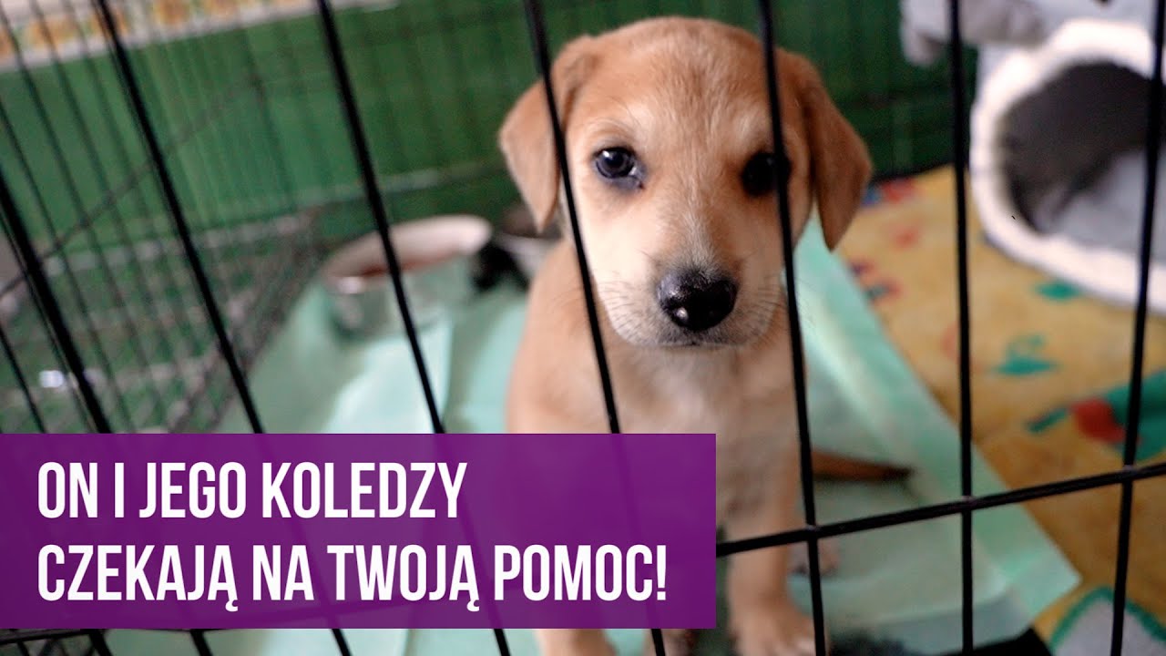 Schronisko Dla Psów W Sokołowie Podlaskim Psy i koty ze Schroniska dla Bezdomnych Zwierząt w Katowicach czekają