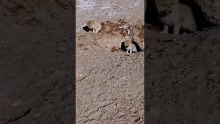 💕发现一窝小狼崽 太可爱了！Little Wolf Babies！#Animal 【跟着图尔去旅行】