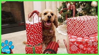 Gnomes Hid My Dog Bones In Presents! I Logan The Adventure Dog by Logan The Adventure Dog 65,166 views 4 years ago 7 minutes, 41 seconds