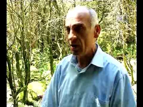 კოლხური ბზის უმეტესი ნაწილი გამხმარია