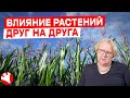 Как растения влияют друг на друга? | Аллелопатия | Растениеводство | КУЛЬТИВАТОР