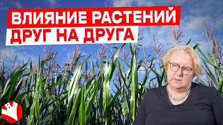 Как растения влияют друг на друга? | Аллелопатия | Растениеводство | КУЛЬТИВАТОР