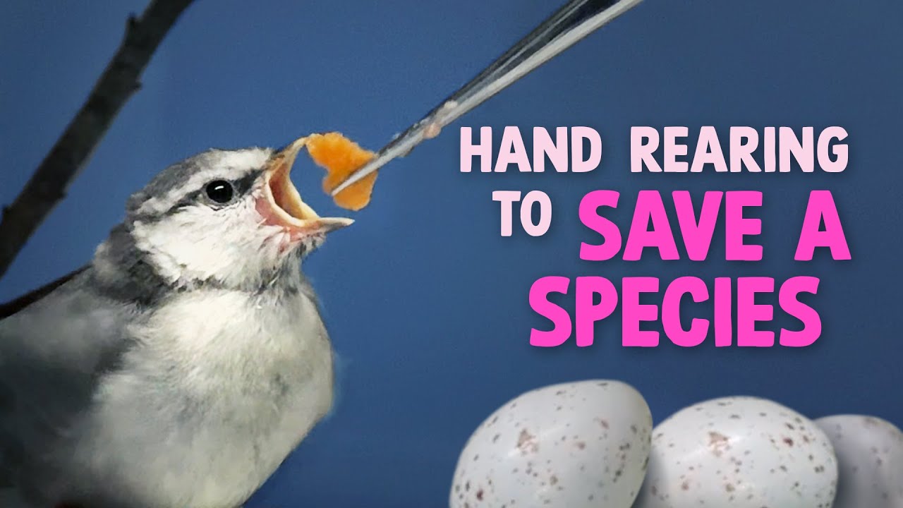 Can hand-rearing blue tits help save the British willow tit? | WWT Conservation Trial