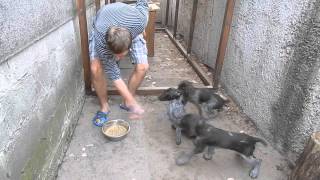 Как научить собаку выдержке Как научить собаку выдержке