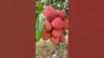 40RS Litchi Litchi Shorts 