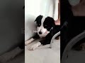 Doggies 🐶 🐕 🐼