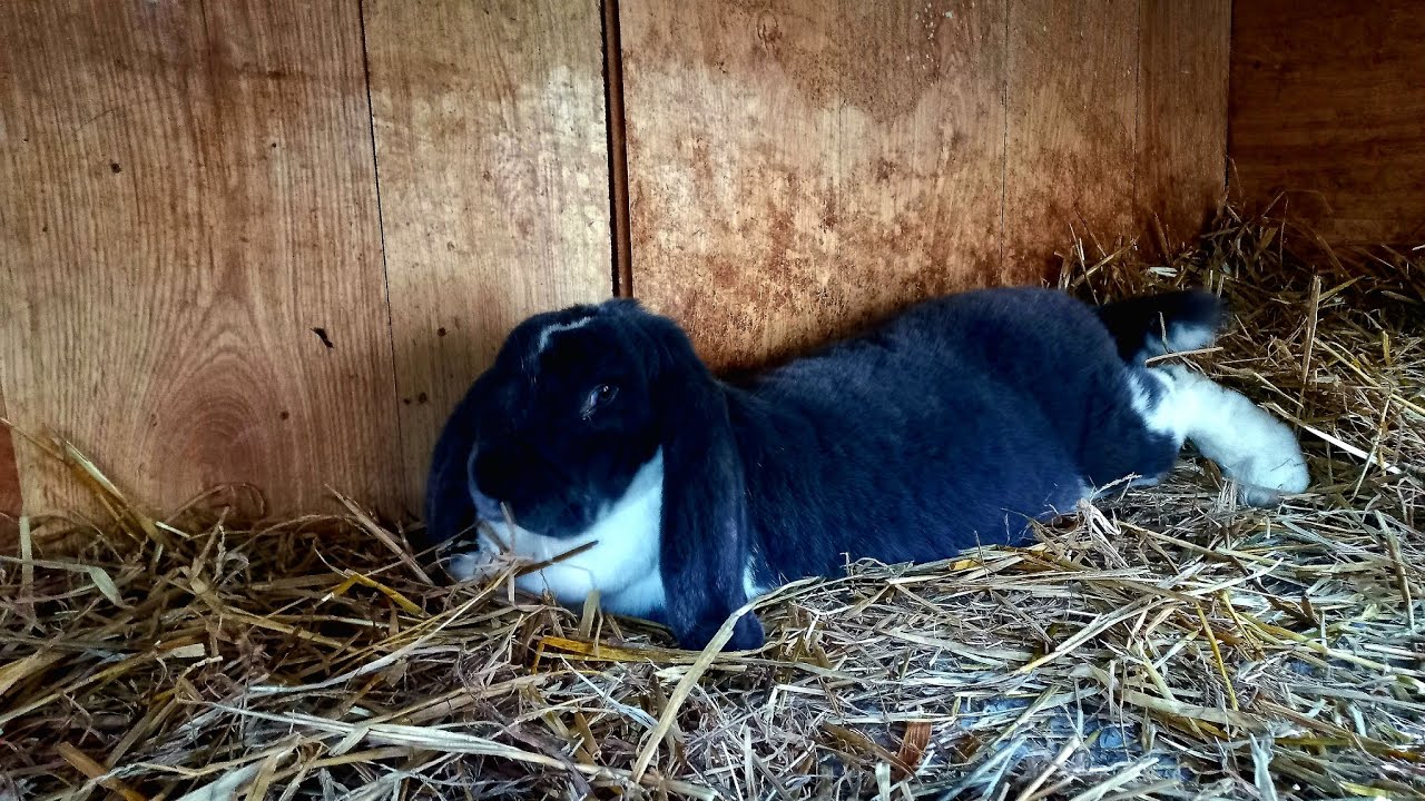 Mamy młode, ile ich jest , jaka rasa ? Co z zakotami