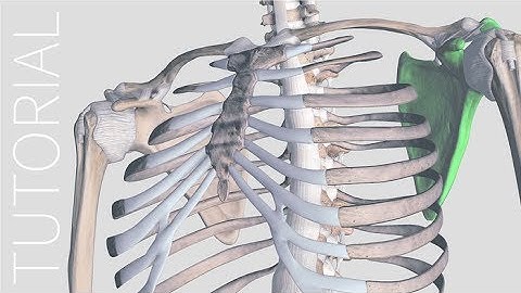 Sorting - Complete Anatomy