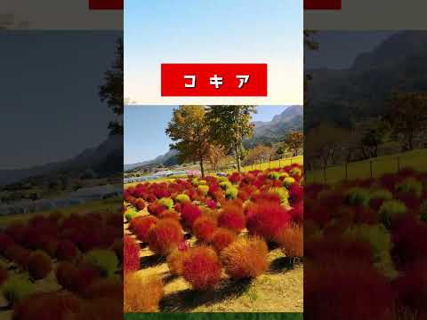 #コキア#南阿蘇#風景#shortvideo #秋#10月見頃#絶景#綺麗