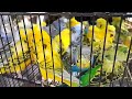 LALUKHET SUNDAY MARKET 2025 | Jaal Rate (Wholesale Price) for Budgies & Small Birds in Karachi
