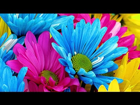 Top Most Beautiful African Daisy Flowers In The World | African Daisy Seeds