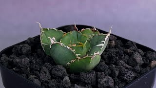 20260614 アガベ・チタノタ 緑水鬼(芽)-007｜agave green submariner