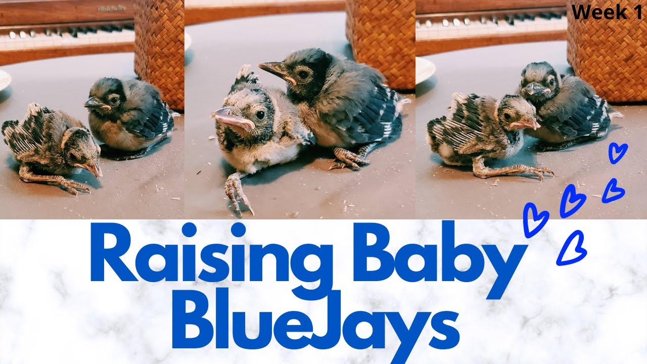 Diverse Family: Bratt Mockingbird Is Raising Baby Blue Jay 