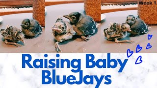 Taking care of baby Blue Jays | Week 1 | Raising baby birds