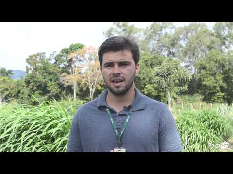 Vídeo: Nutrição de forragem para ruminantes?