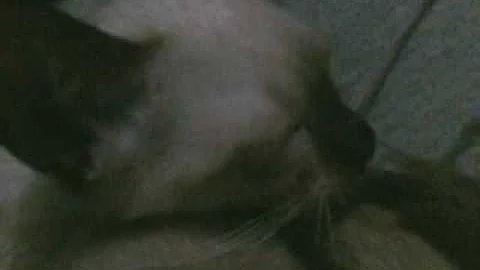 Video 1793281: cutest siamese kitten